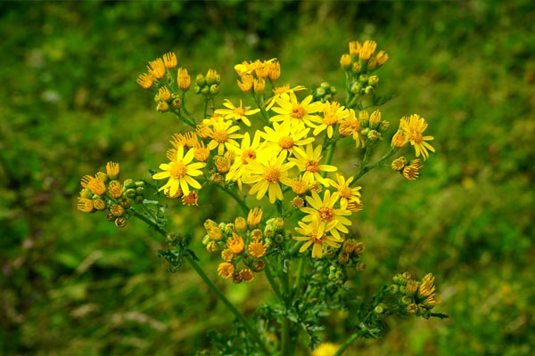 Deeshari Aronnyak Landscape Garden Deeshari Aronnyak Landscape Garden