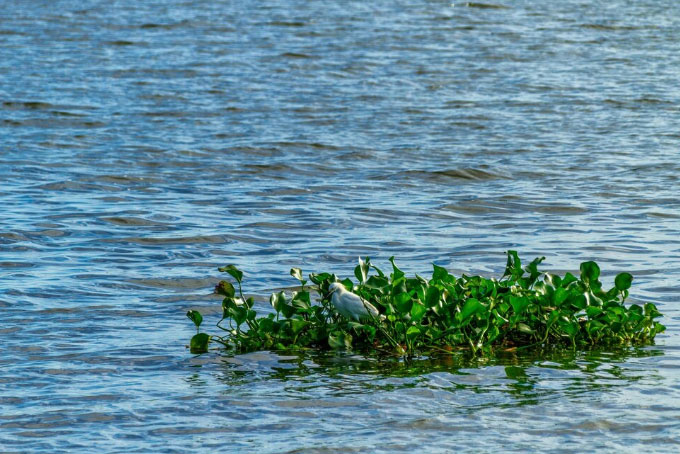 Natural Water Body